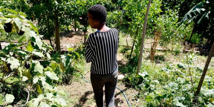 Horta comunitária no Salgueiro une memória, cuidado e cidadania em favela do Rio