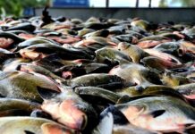 Fim do defeso do tambaqui no Amazonas: pesca é liberada após seis meses de restrição