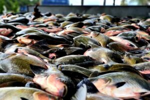 Fim do defeso do tambaqui no Amazonas: pesca é liberada após seis meses de restrição