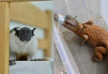 Sauim-de-coleira e outros animais são resgatados pelo Ipaam em Manaus