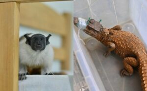 Sauim-de-coleira e outros animais são resgatados pelo Ipaam em Manaus