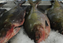 Mega Torra Torra do Vitória Supermercados agita Manaus