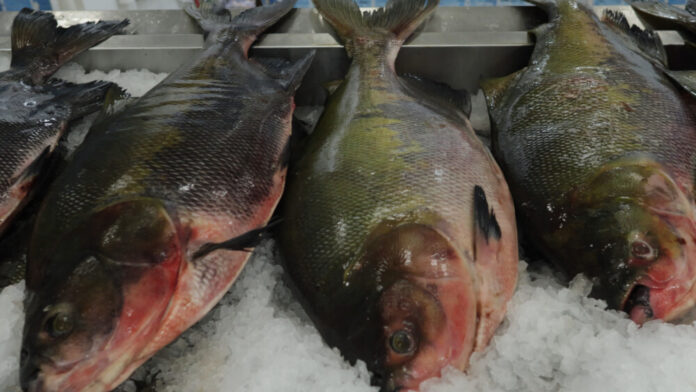 Mega Torra Torra do Vitória Supermercados agita Manaus