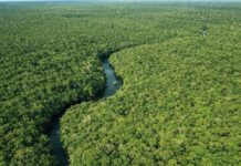 Desmatamento no Amazonas cai 30,1% no primeiro trimestre de 2026, aponta Inpe