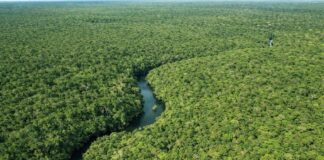 Desmatamento no Amazonas cai 30,1% no primeiro trimestre de 2026, aponta Inpe