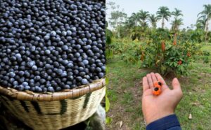 Açaí e guaraná estão entre as 100 melhores frutas do mundo, aponta ranking