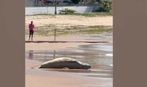 Elefante-marinho Leôncio é encontrado morto em praia de Alagoas