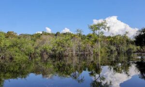 Tesouro Nacional ajusta regras para atrair mais investimentos em projetos sustentáveis na Amazônia