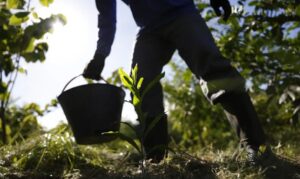 Governo lança Plano Nacional de Desenvolvimento da Bioeconomia para impulsionar o uso sustentável da biodiversidade até 2035