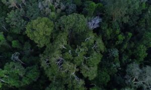 União com Municípios: Política de cooperação reduz incêndios e desmatamento na Amazônia