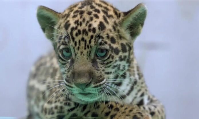 Onça-pintada Xingu, nascida no BioParque Vale Amazônia, é nomeada em homenagem ao rio paraense