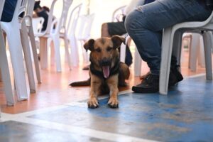 Castração gratuita de cães e gatos terá 450 vagas no Millennium Shopping; saiba como agendar