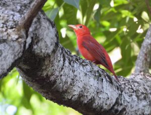 Aves migratórias passam pelo Amazonas e Ipaam orienta população a evitar interferências
