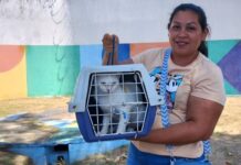 Castração gratuita em Manaus: agendamento para cães e gatos começa nesta quarta-feira (15)