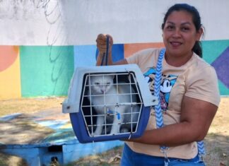 Castração gratuita em Manaus: agendamento para cães e gatos começa nesta quarta-feira (15)