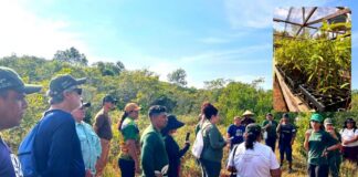 Projetos apoiados pela Eneva no Amazonas já mobilizaram mais de 400 hectares para restauração da vegetação nativa