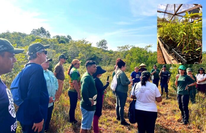 Floresta Viva Projetos apoiados pela Eneva no Amazonas já mobilizaram mais de 400 hectares para restauração da vegetação nativa