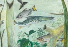 Amazônia tem mais de 2,7 mil espécies de peixes, aponta estudo